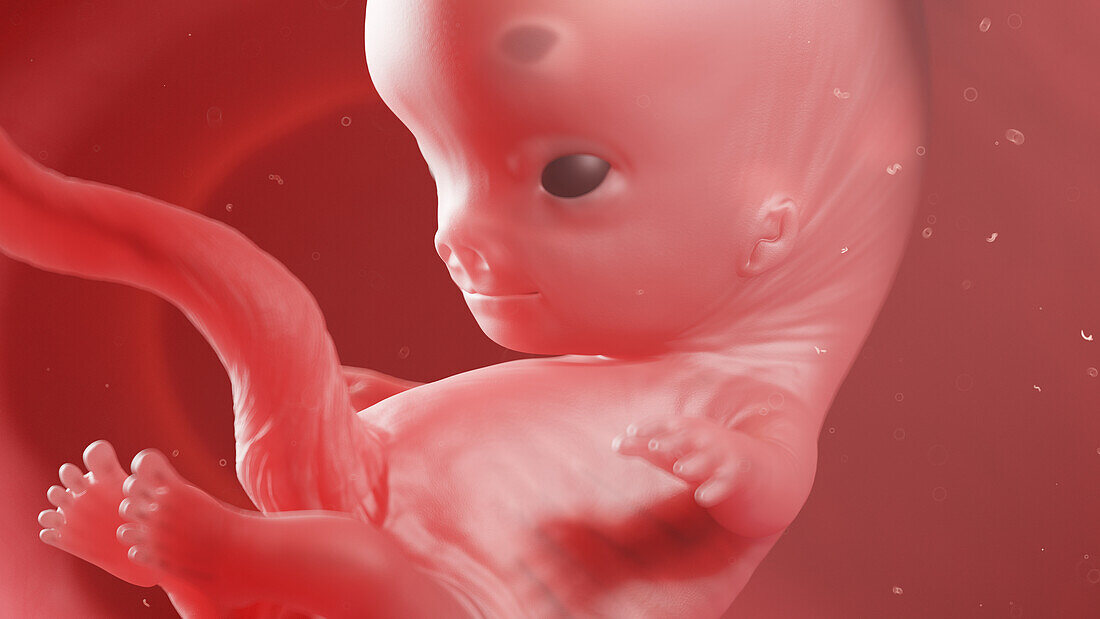 Human fetus at week 9, illustration