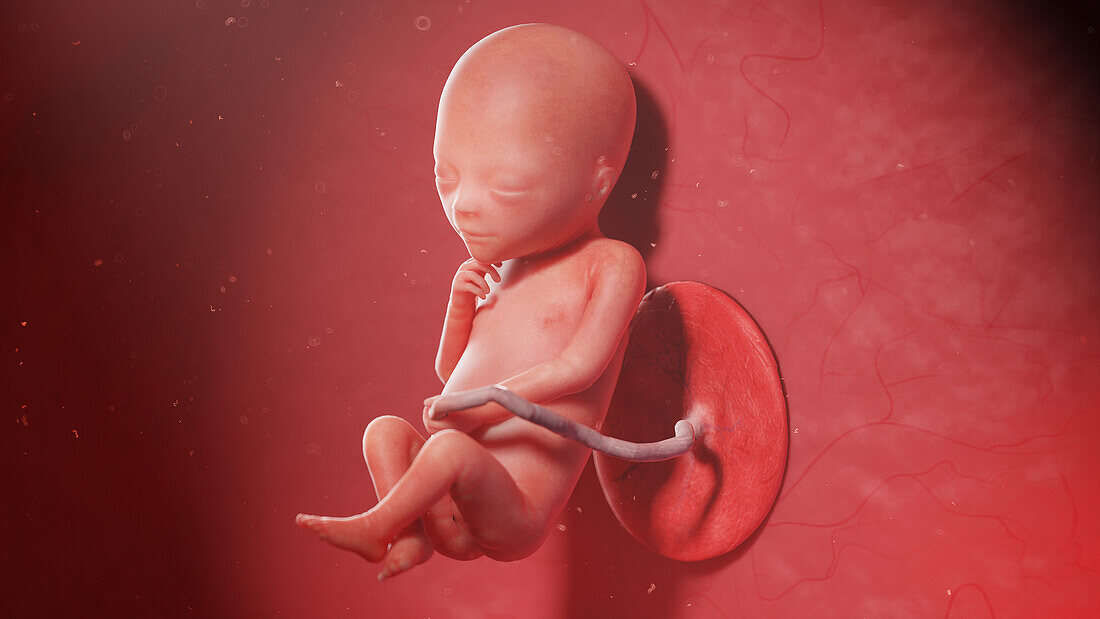 Human fetus at week 19, illustration