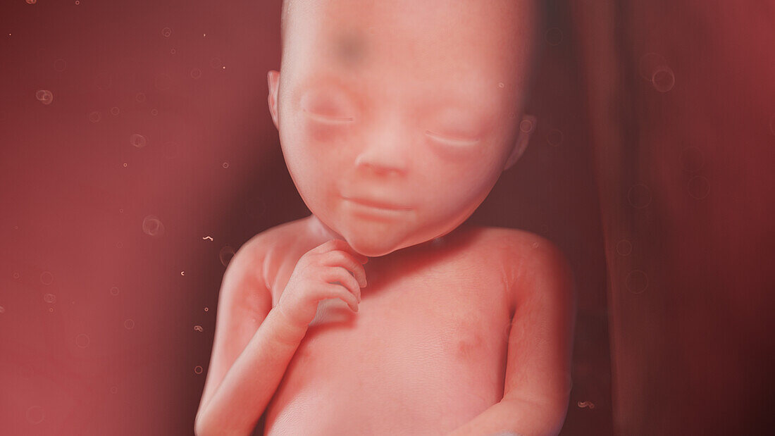 Human fetus at week 19, illustration