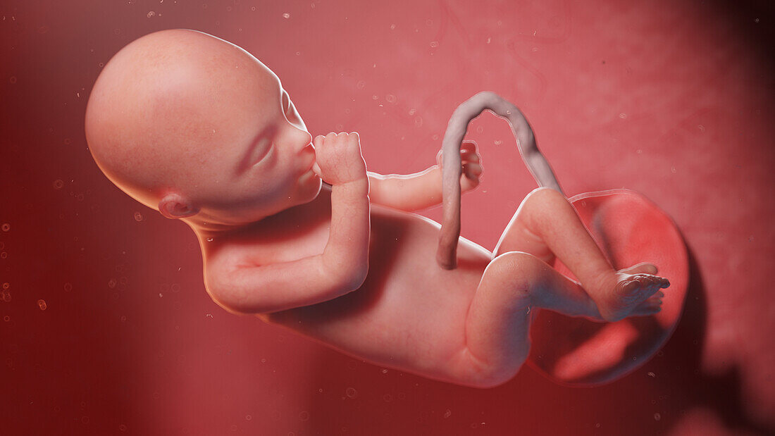 Human fetus at week 20, illustration