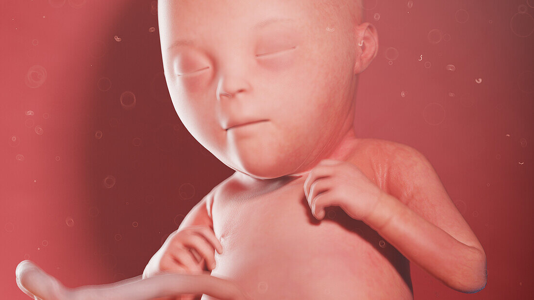 Human fetus at week 22, illustration