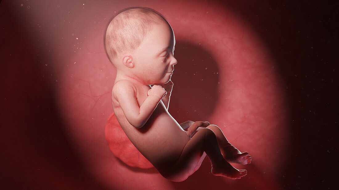 Human fetus at week 26, illustration