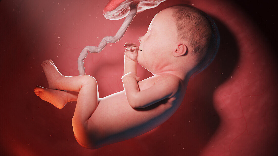 Human fetus at week 27, illustration