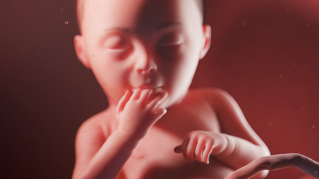 Human fetus at week 28, illustration
