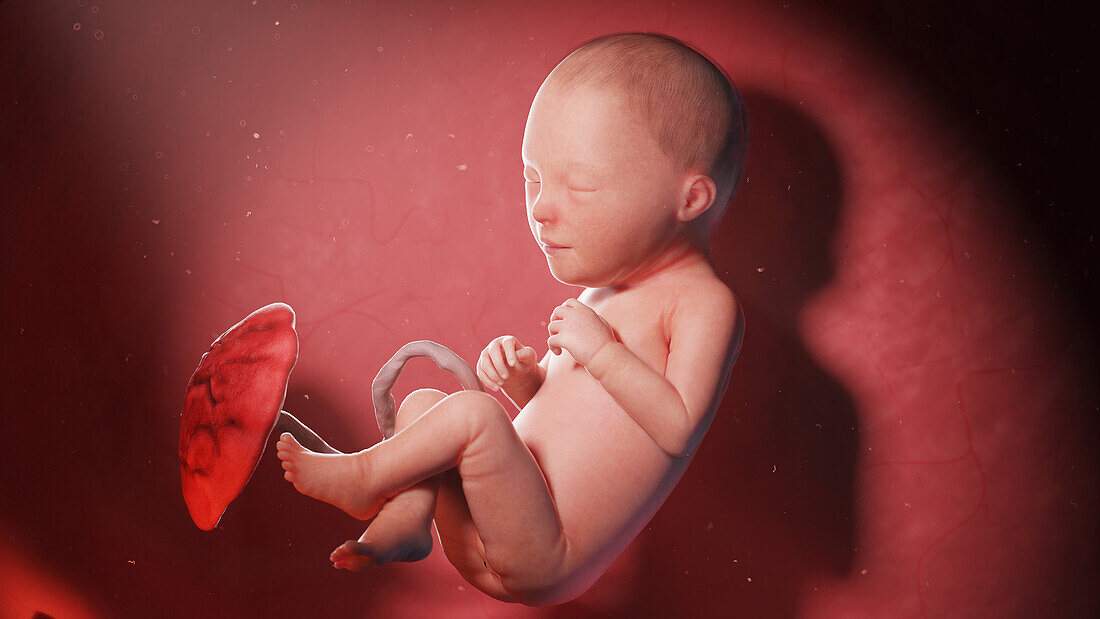 Human fetus at week 30, illustration