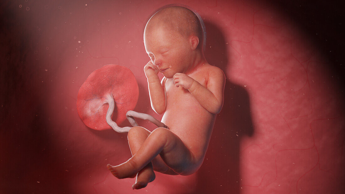 Human fetus at week 33, illustration