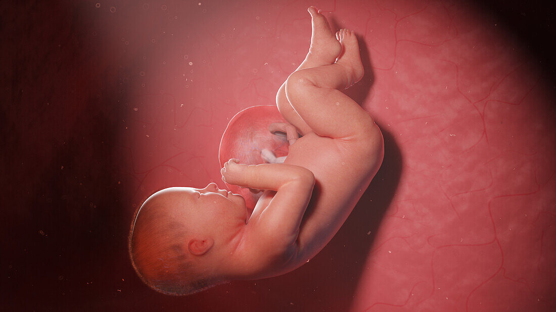 Human fetus at week 38, illustration