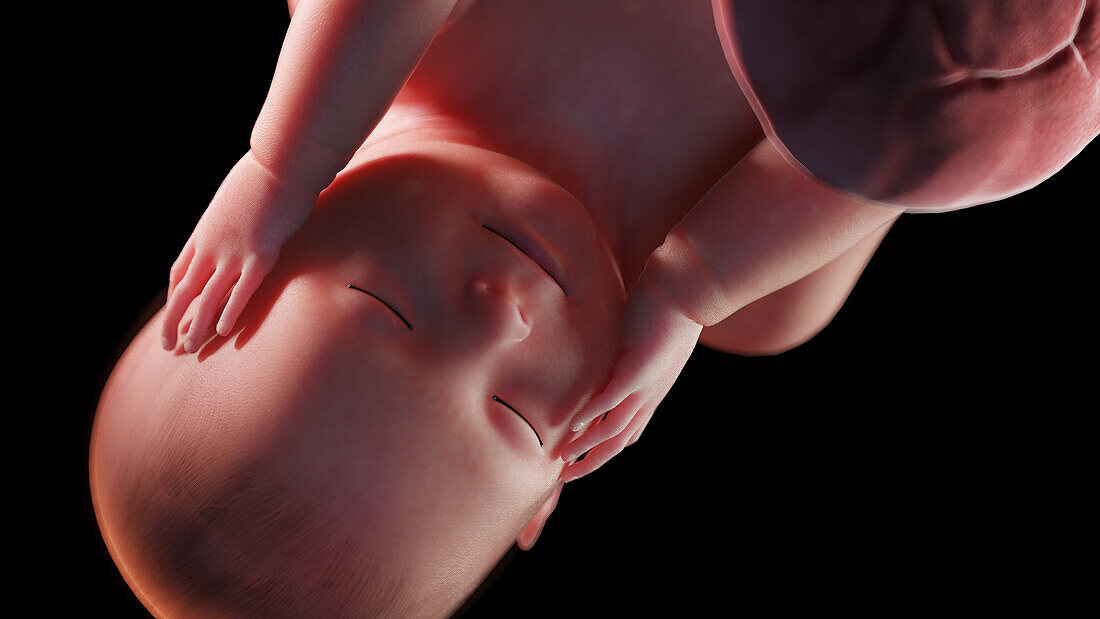 Human fetus at week 42, illustration