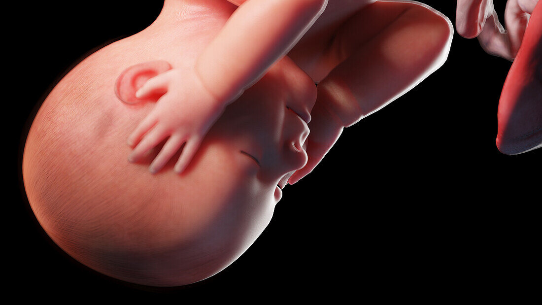 Human fetus at week 42, illustration