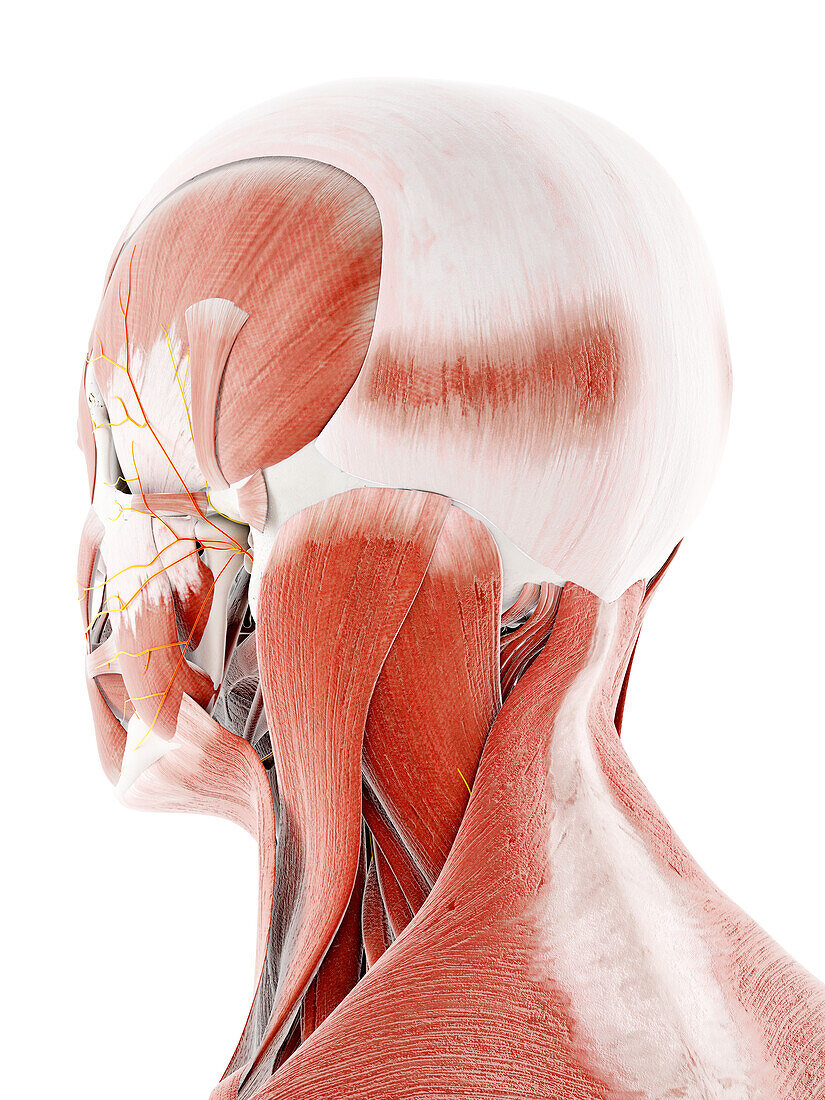 Facial nerve, illustration