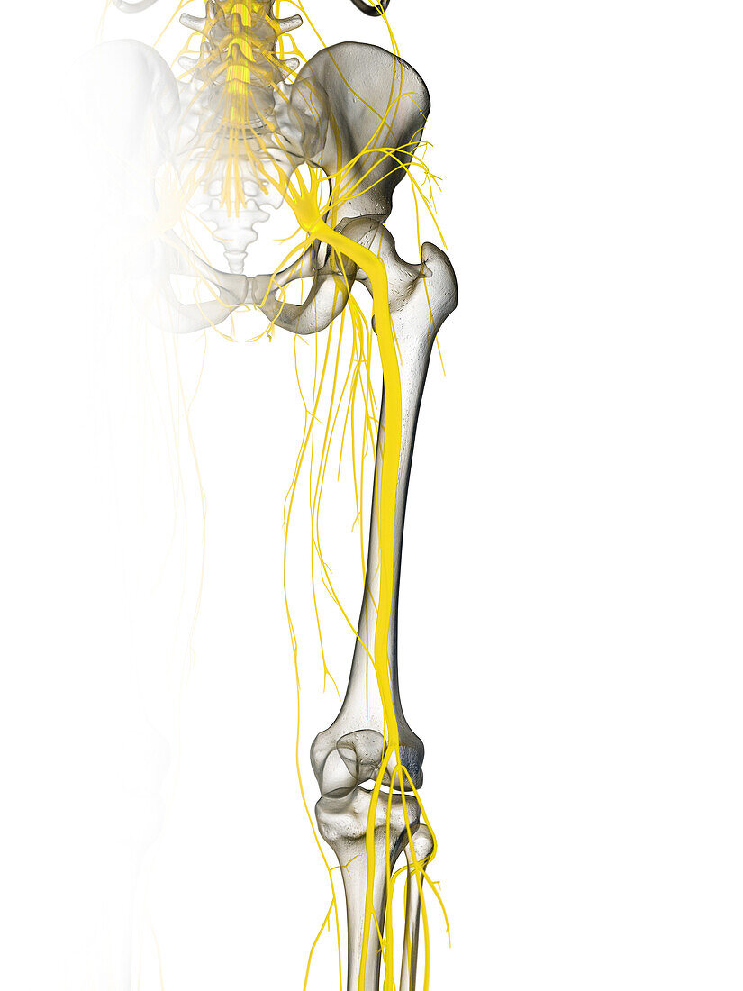 Sciatic nerve, illustration