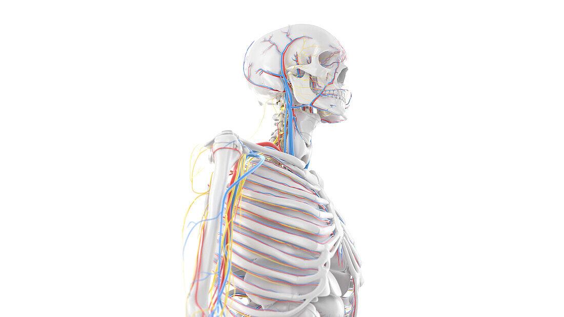 Upper body anatomy, illustration