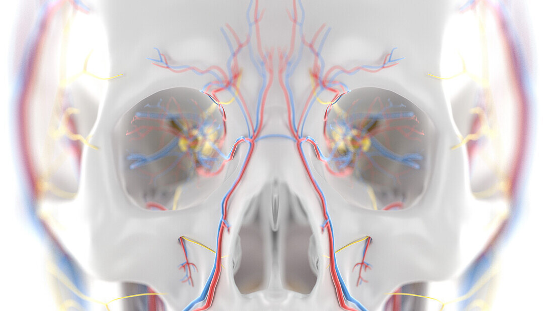 Facial nerves, illustration