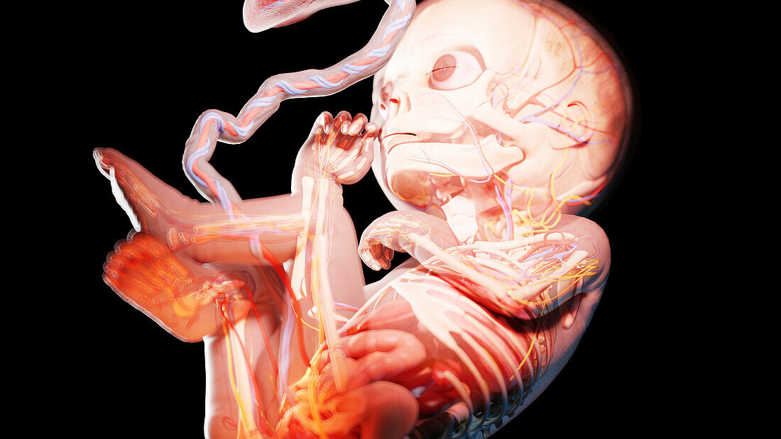 Human fetus at week 27, illustration