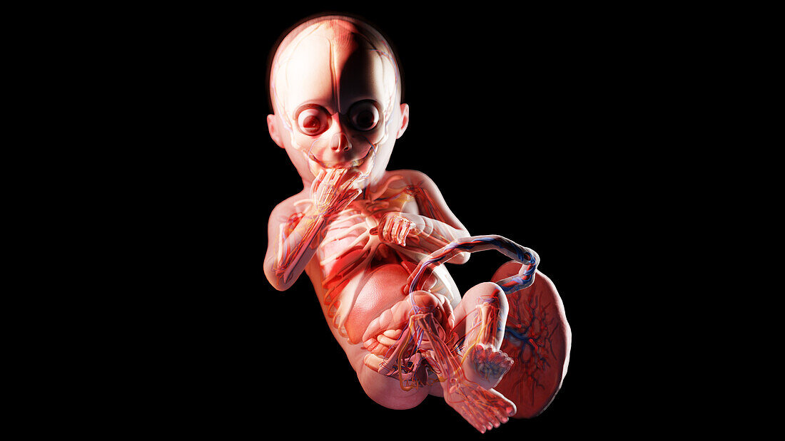 Human fetus at week 28, illustration