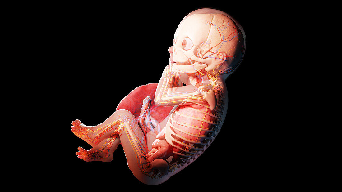 Human fetus at week 29, illustration