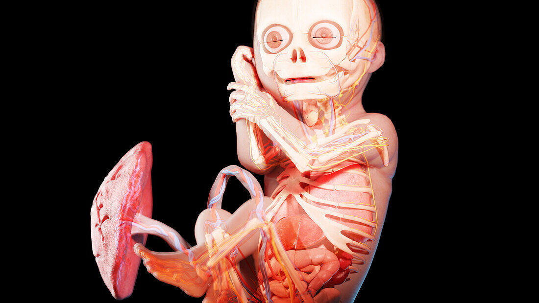 Human fetus at week 29, illustration