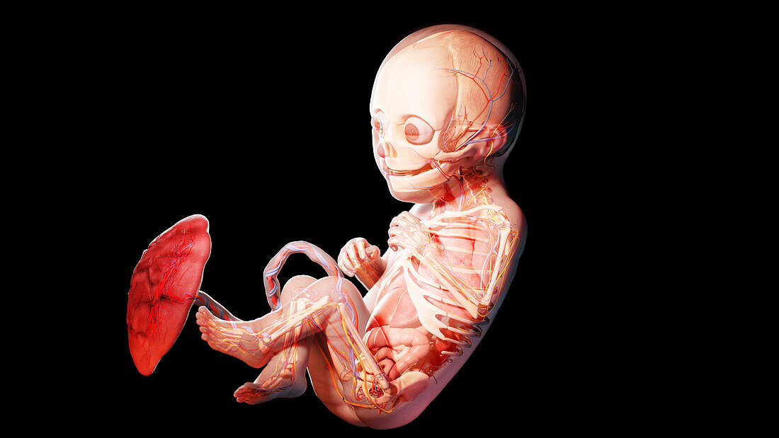 Human fetus at week 30, illustration
