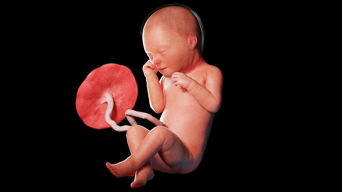 Human fetus at week 33, illustration