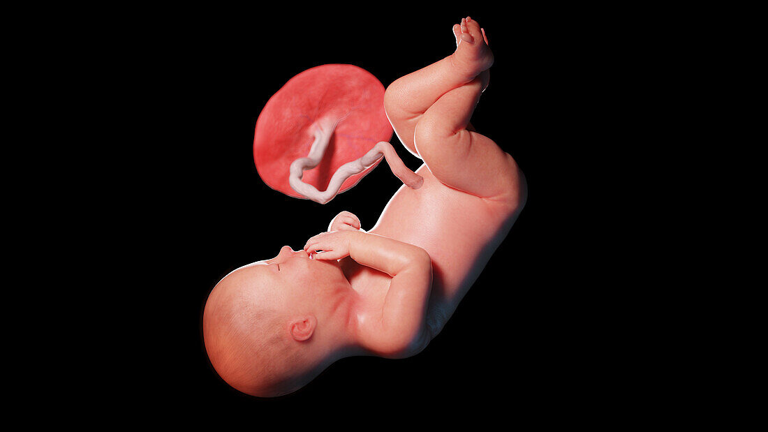 Human fetus at week 36, illustration