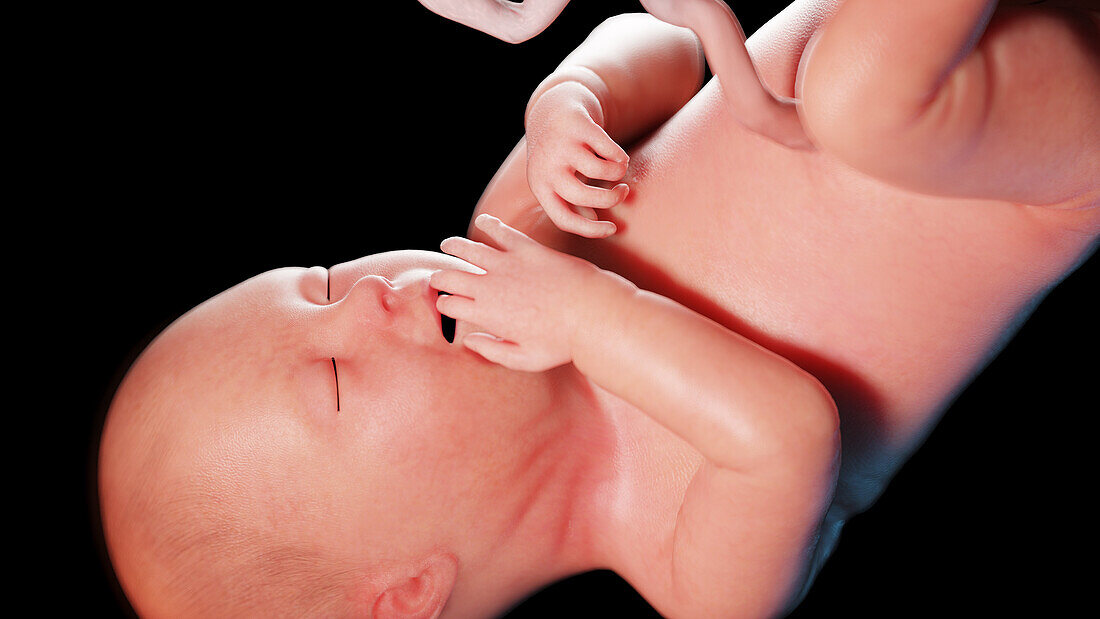 Human fetus at week 36, illustration