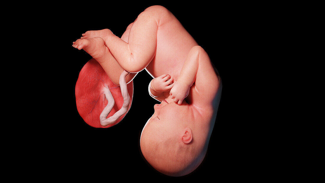 Human fetus at week 37, illustration