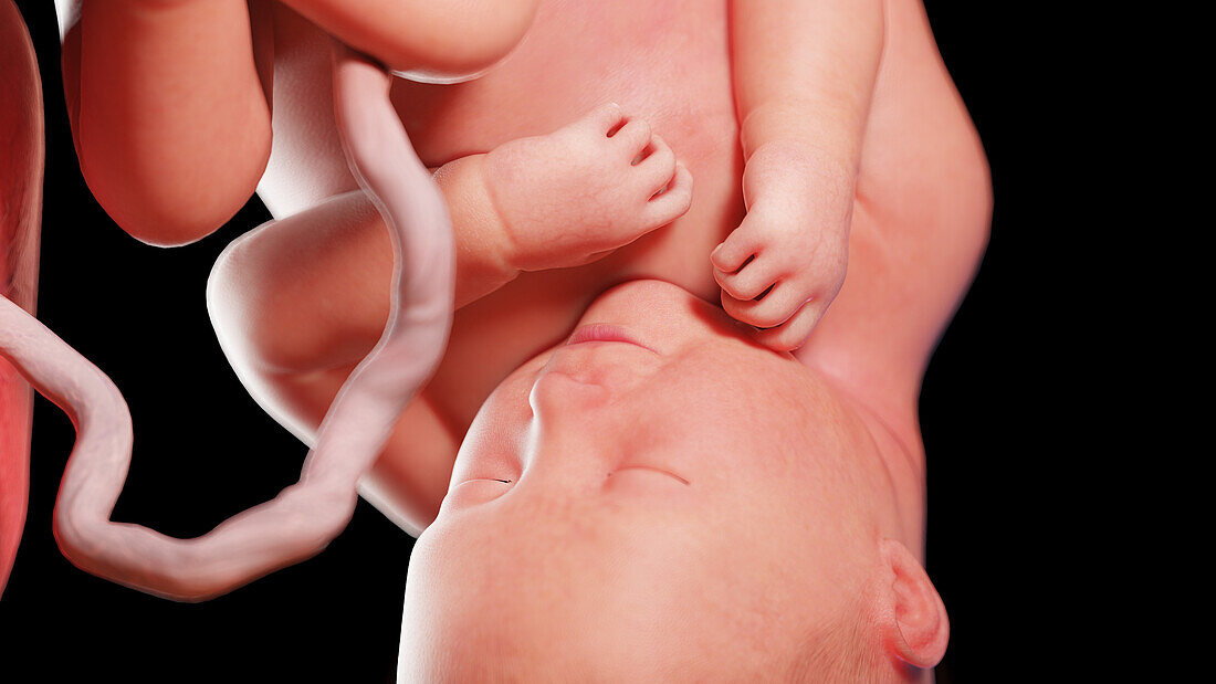 Human fetus at week 37, illustration