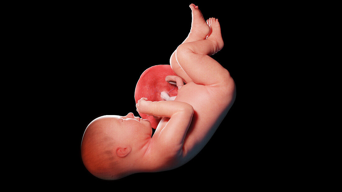 Human fetus at week 38, illustration