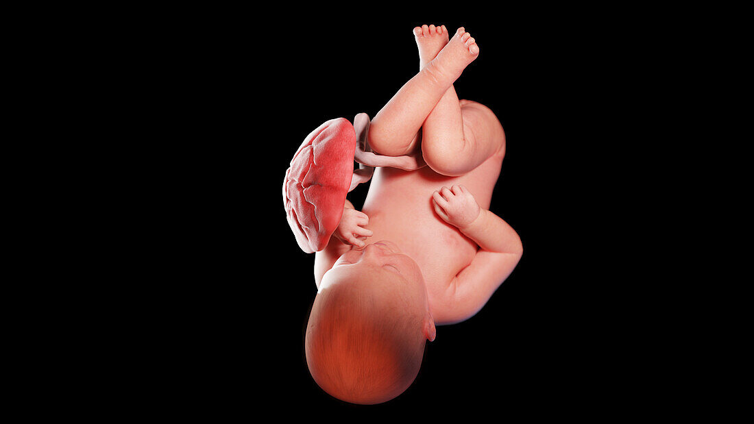 Human fetus at week 39, illustration