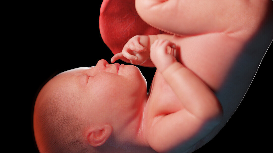 Human fetus at week 39, illustration