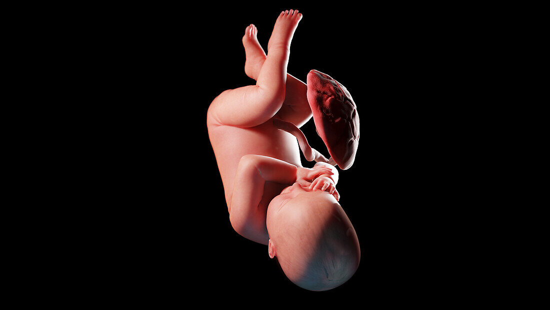 Human fetus at week 41, illustration