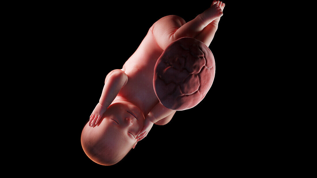 Human fetus at week 42, illustration