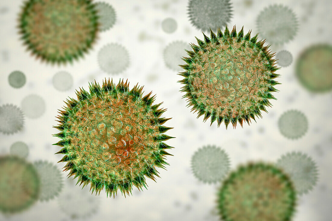 Pollen grains, illustration