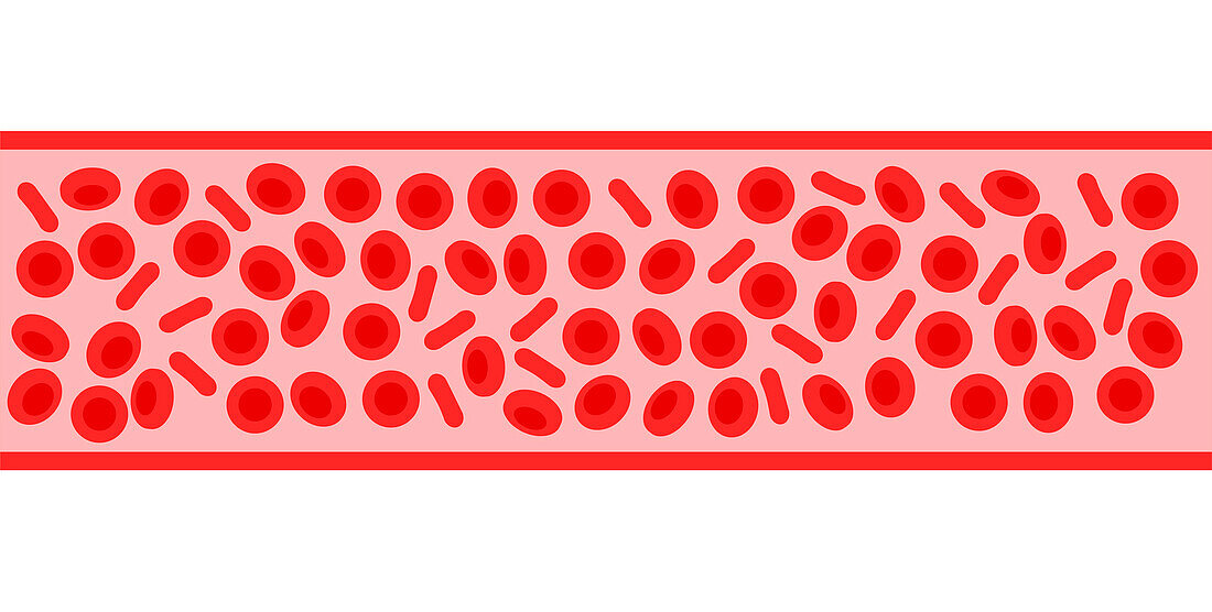 Erythrocytes, illustration