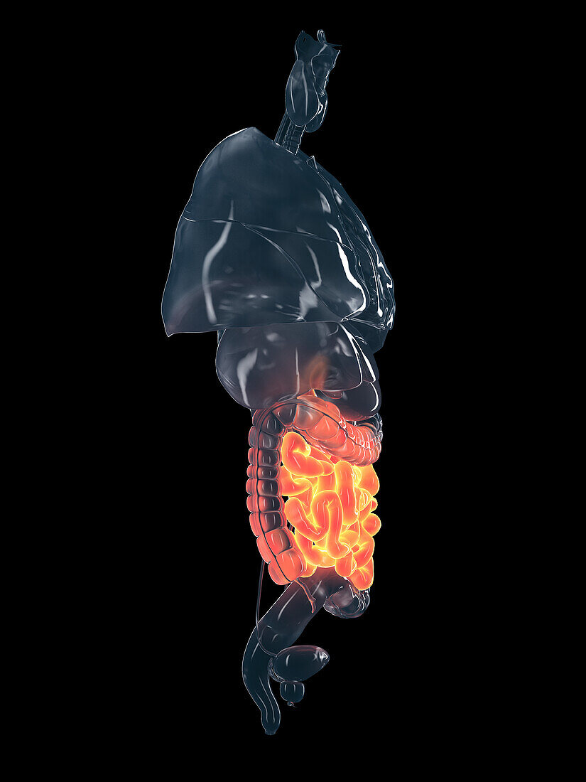 Human small intestine, illustration