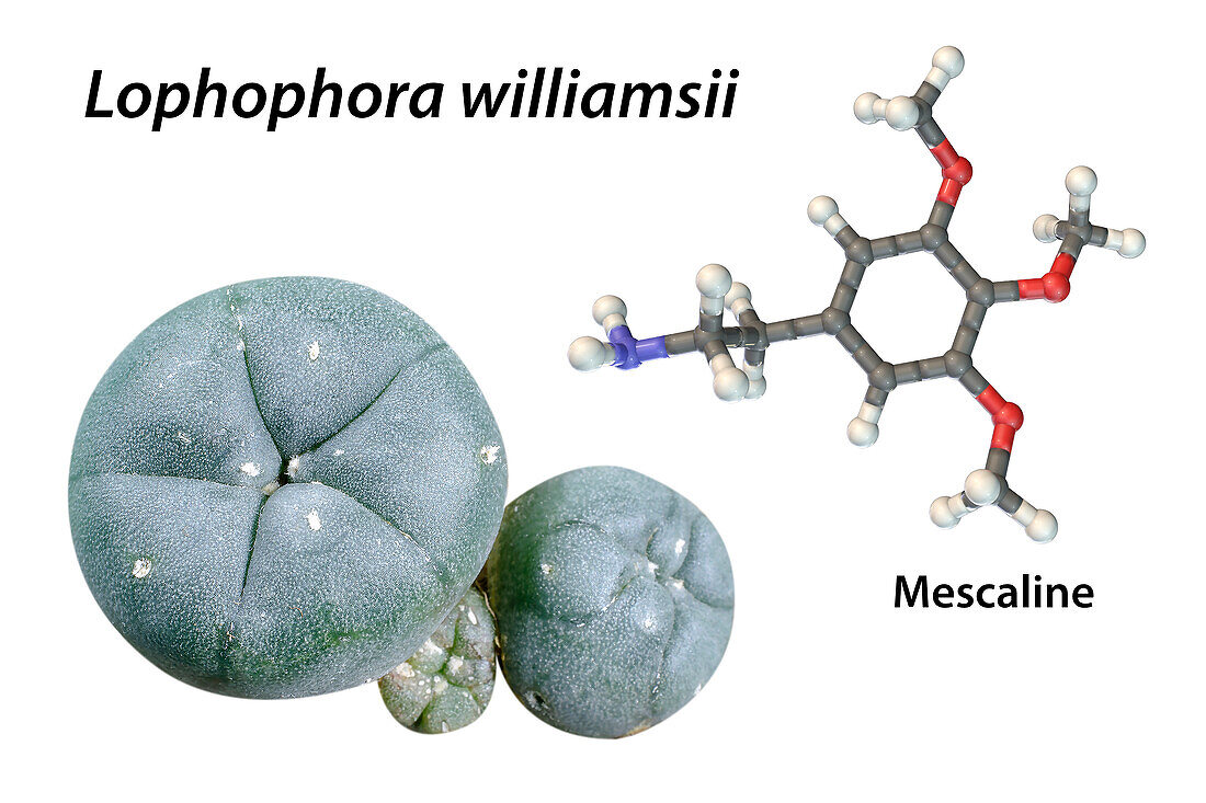 Mescaline molecule and peyote cactus, composite image