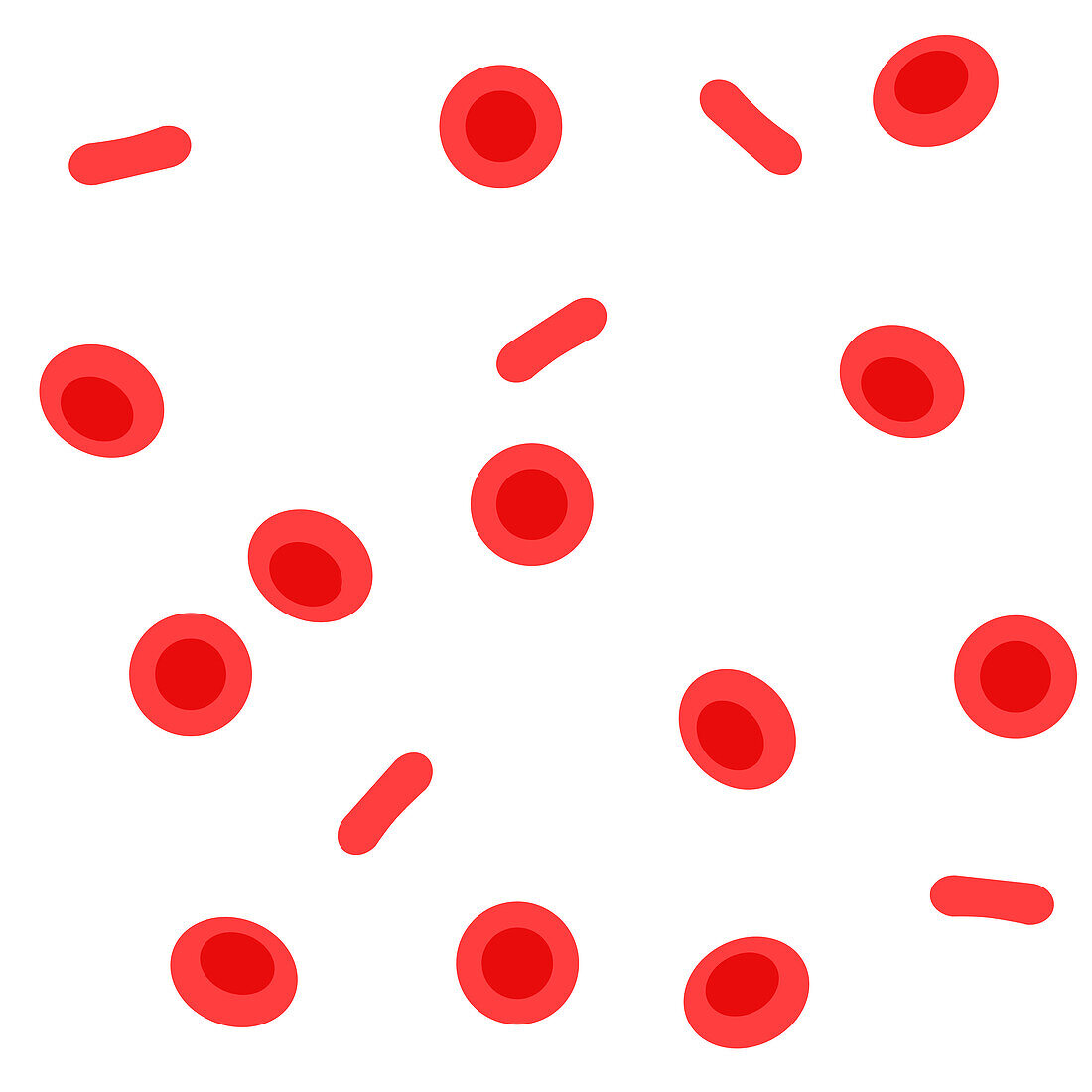 Red blood cells, illustration