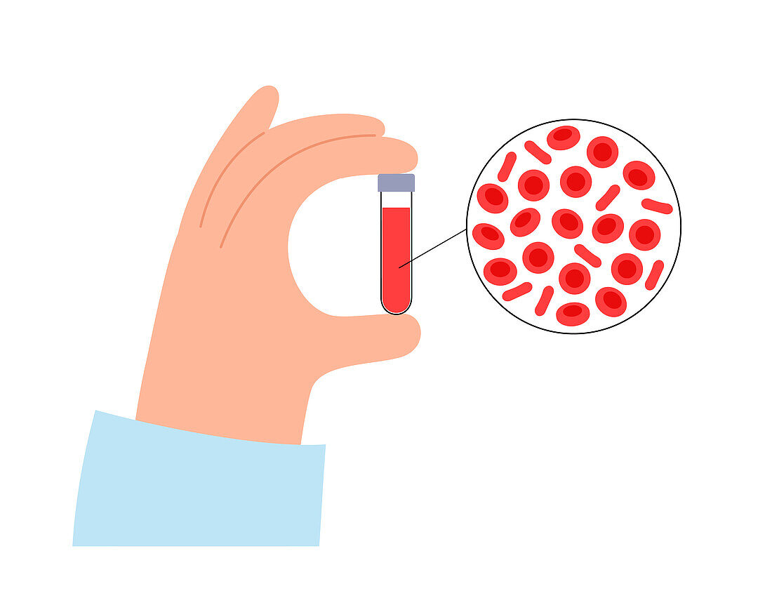Red blood cells, illustration