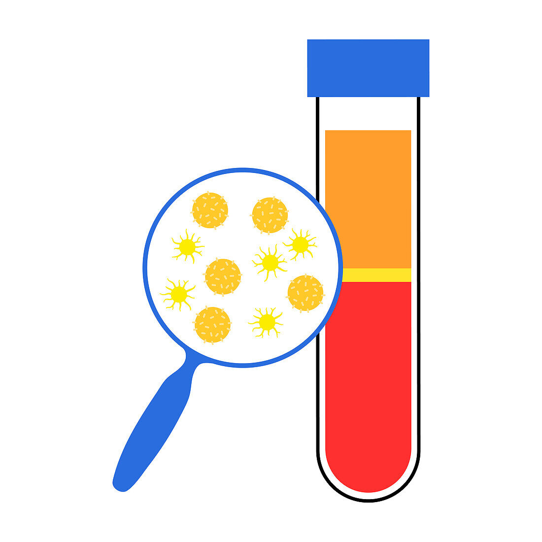 Blood composition, illustration