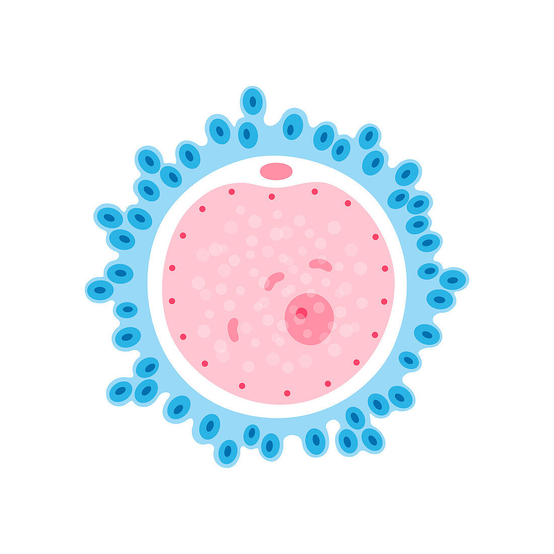 Human egg cell, illustration
