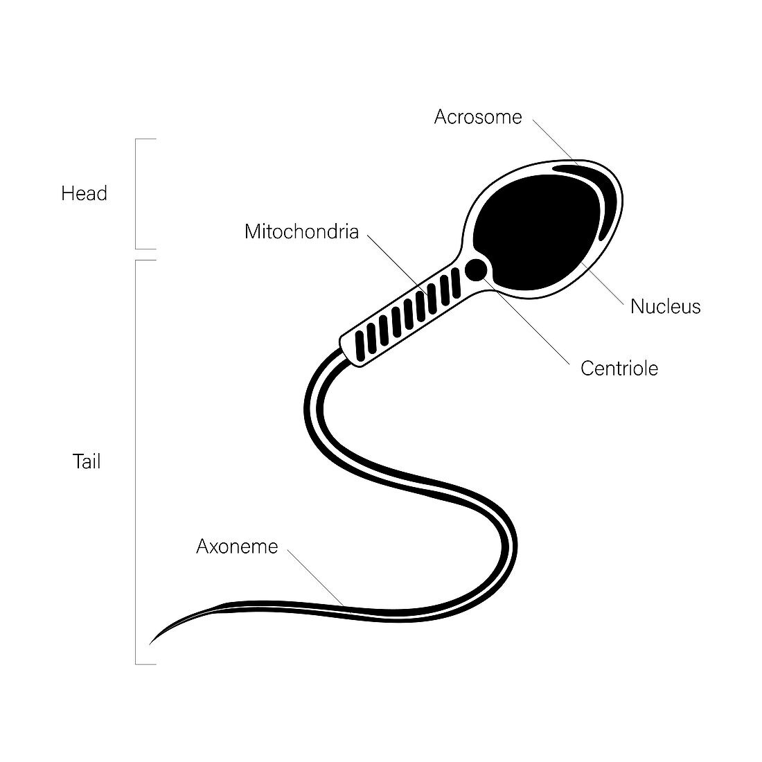 Human sperm cell, illustration