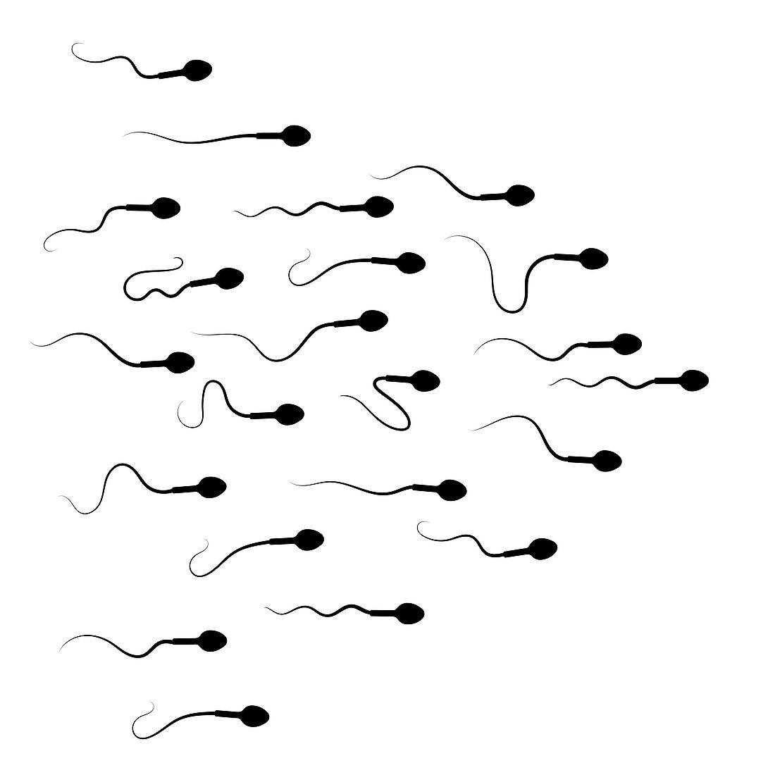 Human sperm cells, illustration