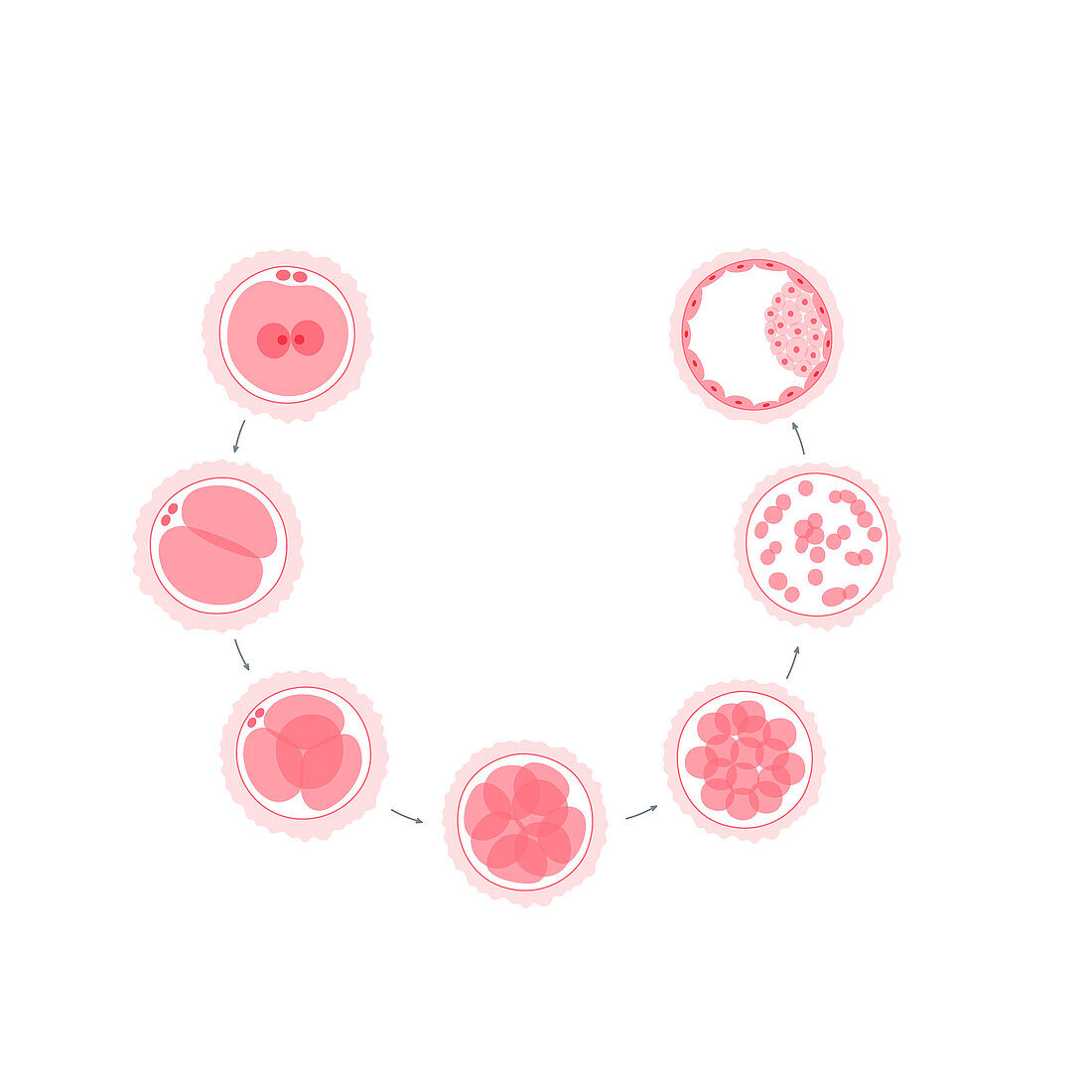 Embryo development, illustration