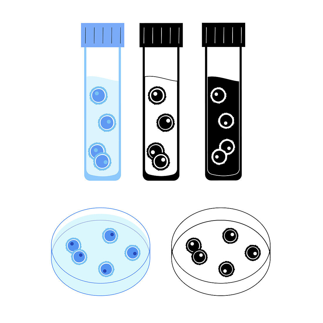 Human egg cell samples, illustration
