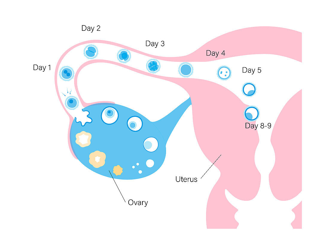 Menstrual cycle, illustration