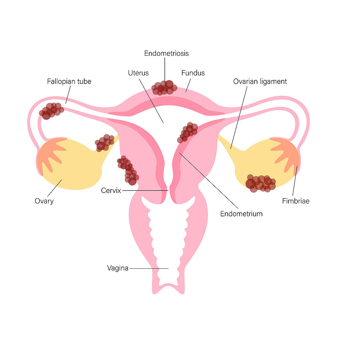Female reproductive organs, illustration