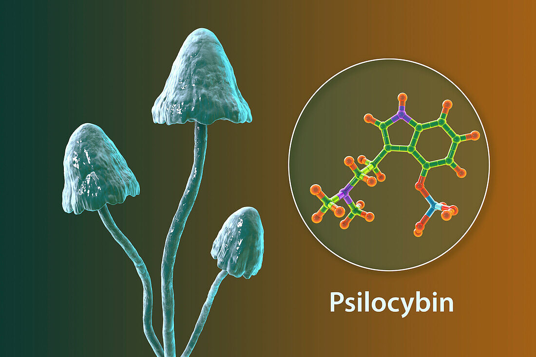 Magic mushrooms and psilocybin molecule, illustration