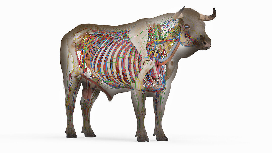 Cattle anatomy, illustration