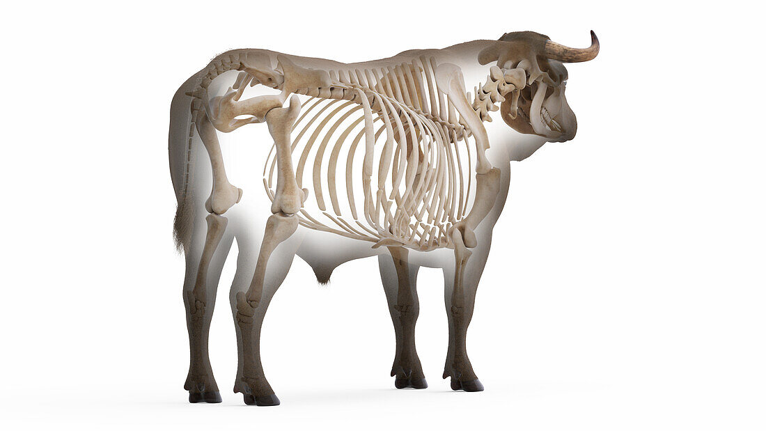 Cattle skeleton, illustration