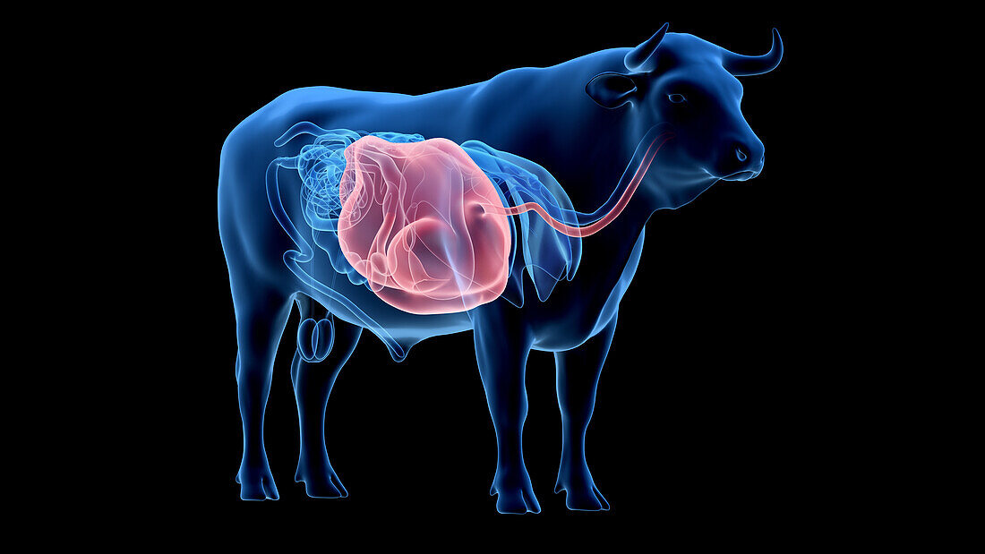 Cattle stomach, illustration